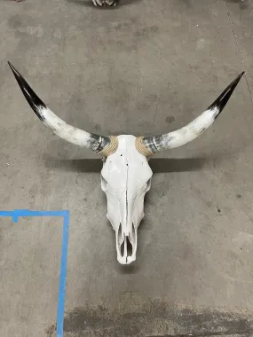 Longhorn skull  35”-21”