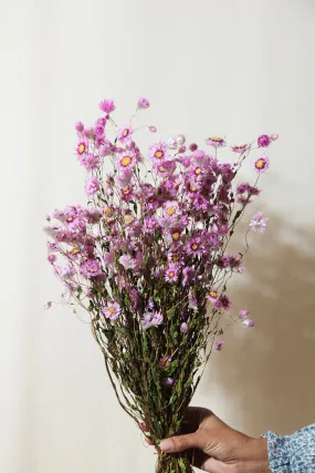 Pink Rhodanthe Daisy